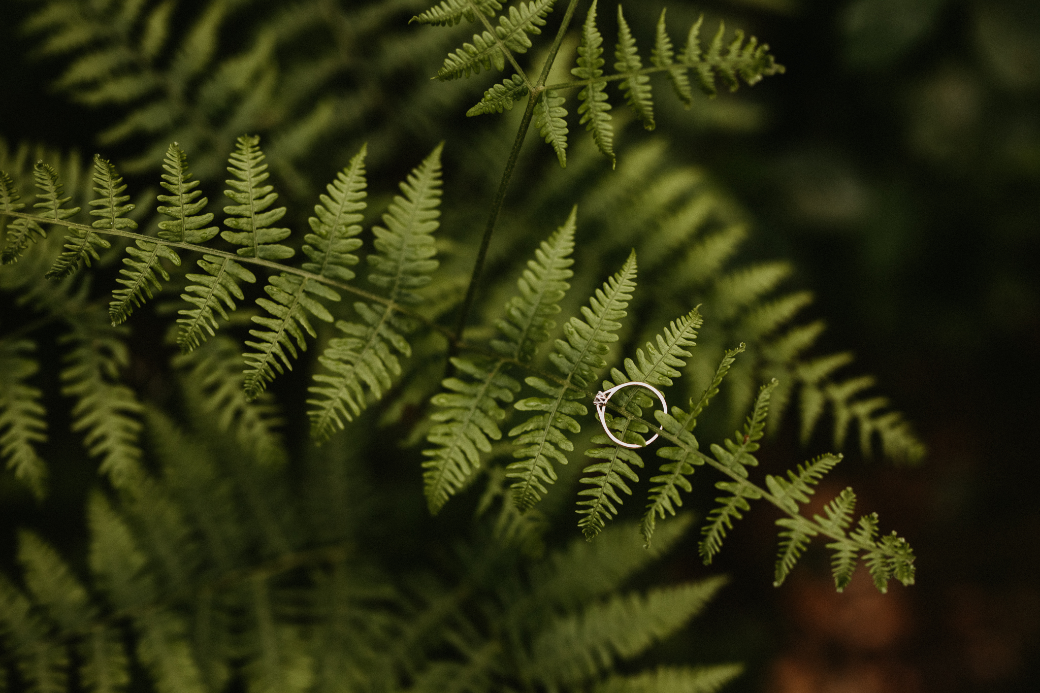 Paproć na której położony jest pierścionek zaręczynowy