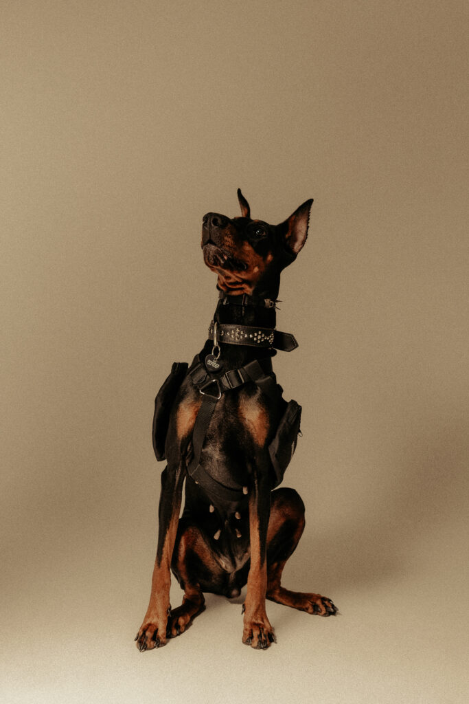 doberman