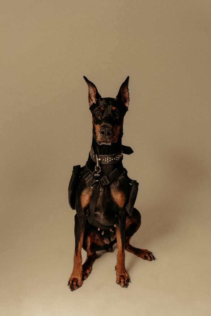 sesja z dobermanem